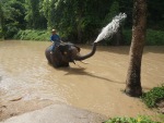 Thai Elephant Conservation Center 