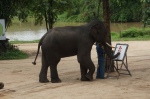 Thai Elephant Conservation Center 